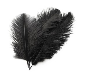 Beautiful black bird feathers isolated on white, top view