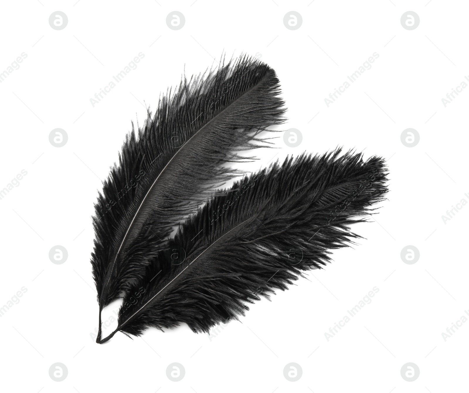 Photo of Beautiful black bird feathers isolated on white, top view