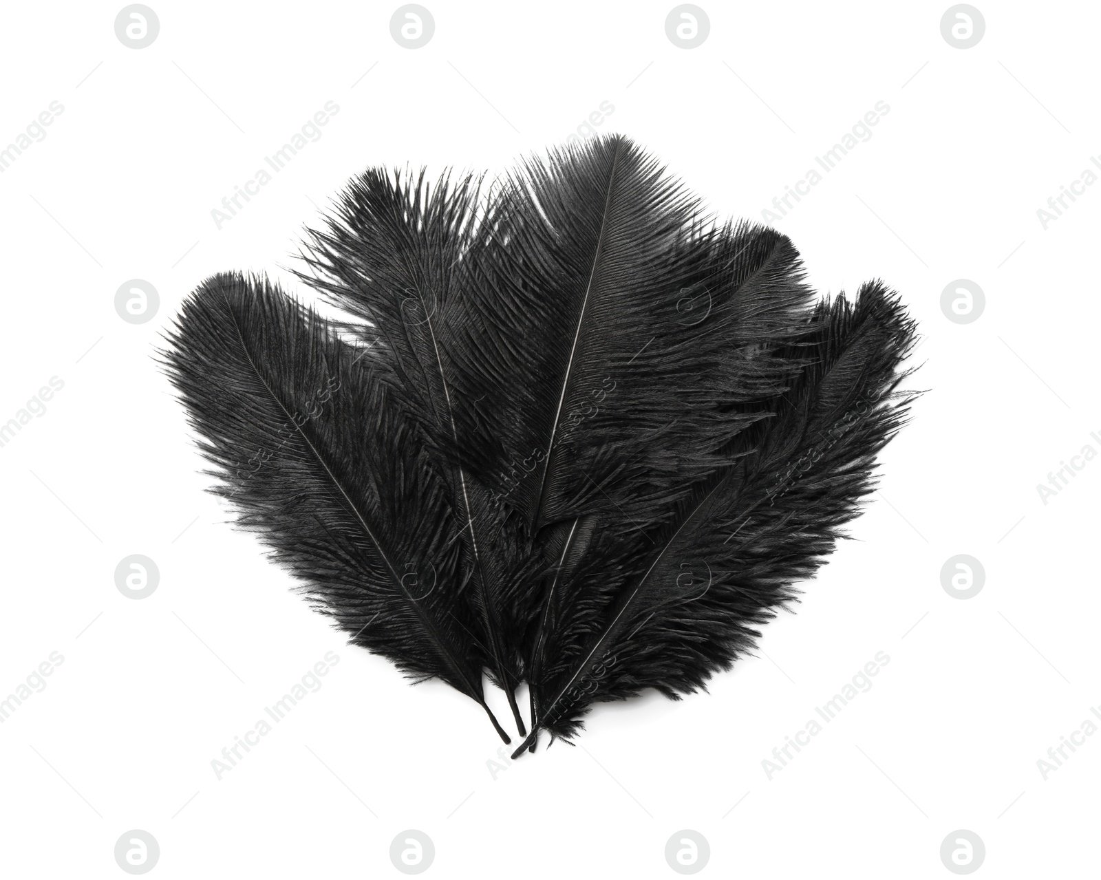 Photo of Beautiful black bird feathers isolated on white, top view