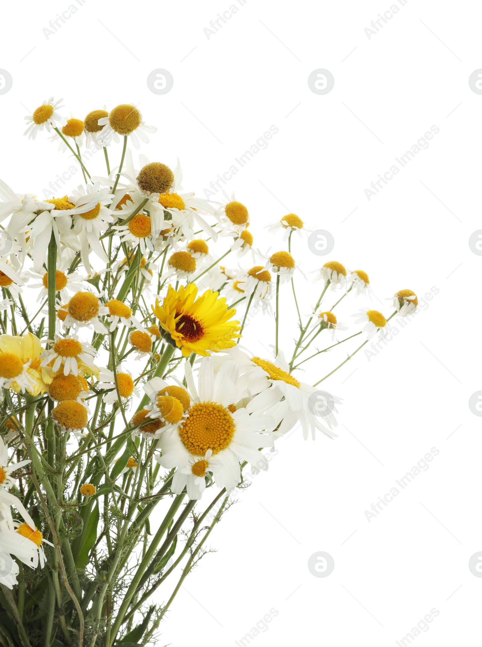 Photo of Beautiful chamomile and calendula flowers isolated on white