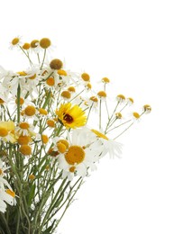 Beautiful chamomile and calendula flowers isolated on white