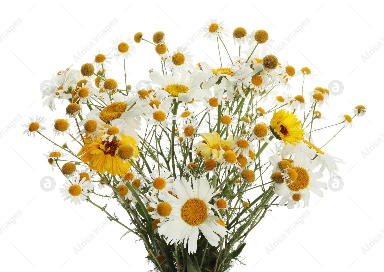 Photo of Beautiful chamomile and calendula flowers isolated on white