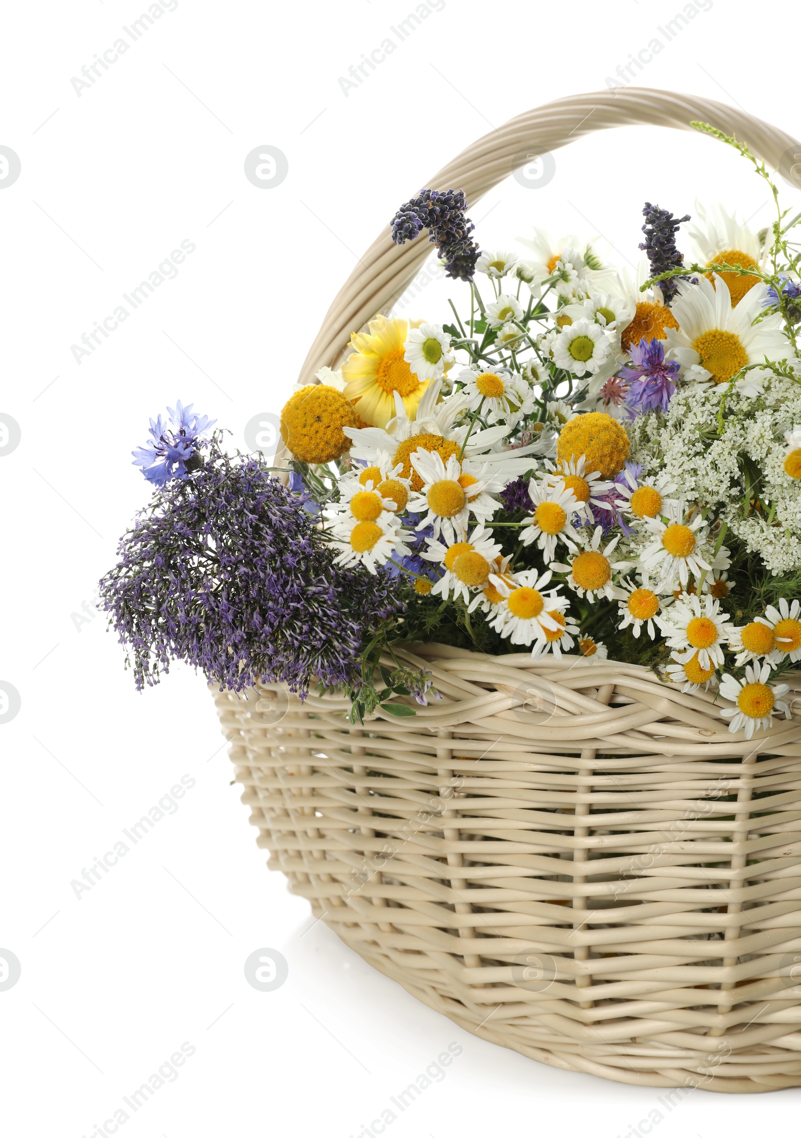 Photo of Beautiful wildflowers in wicker basket isolated on white