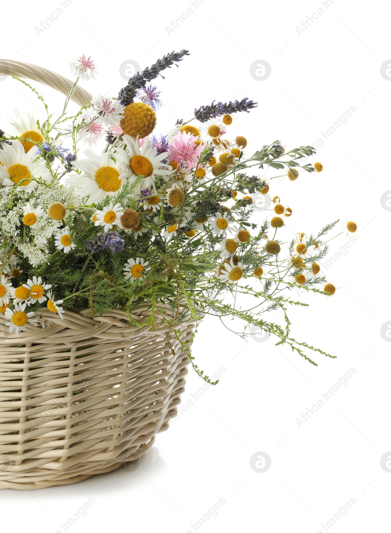 Photo of Beautiful wildflowers in wicker basket isolated on white