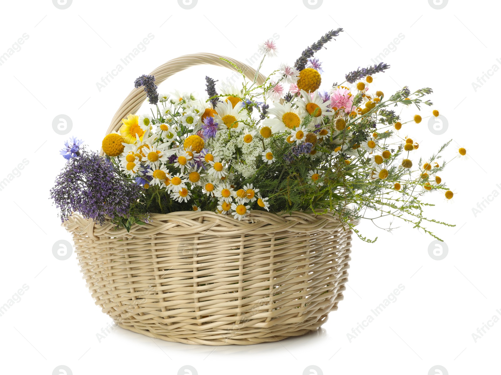 Photo of Beautiful wildflowers in wicker basket isolated on white