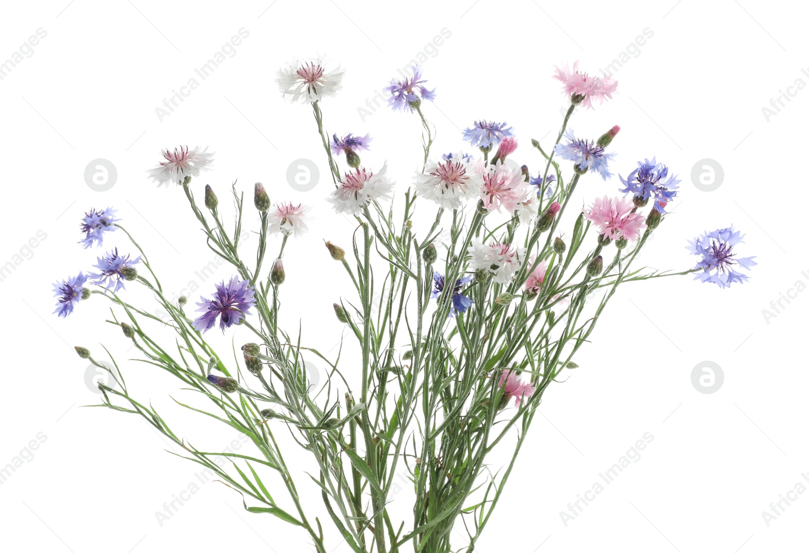 Photo of Bouquet of beautiful wildflowers isolated on white