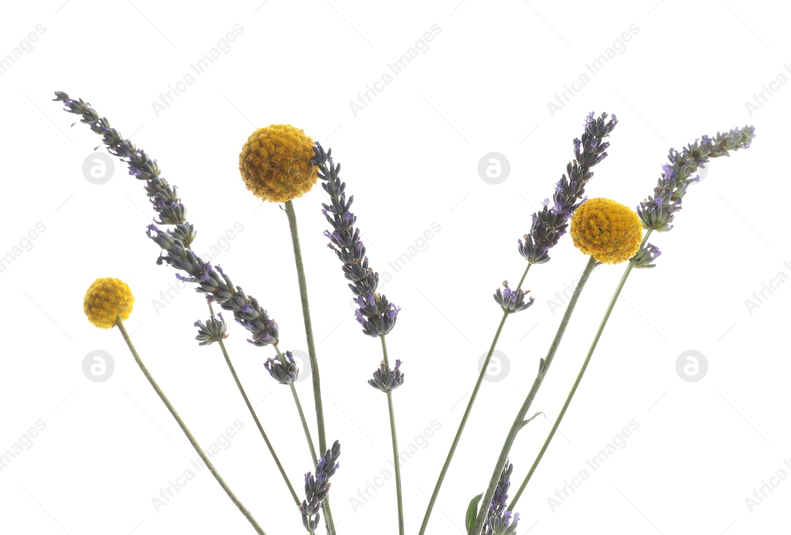 Photo of Beautiful craspedia and lavender flowers isolated on white