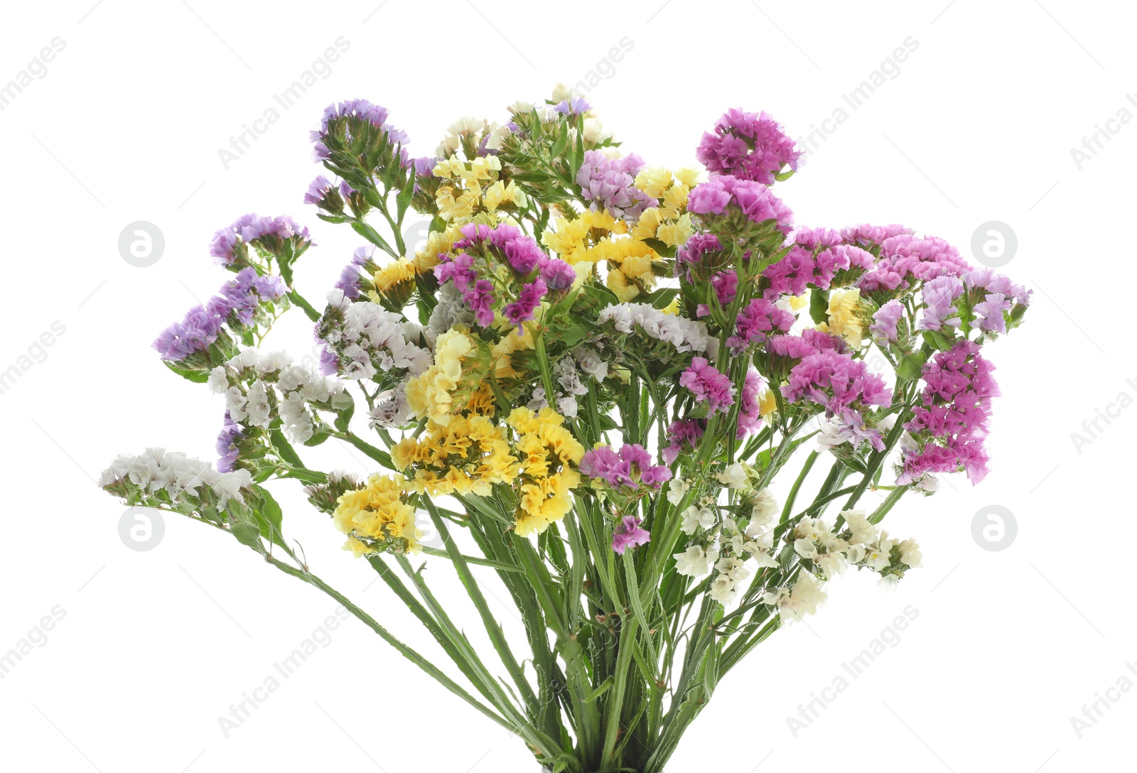 Photo of Bouquet of beautiful limonium flowers isolated on white