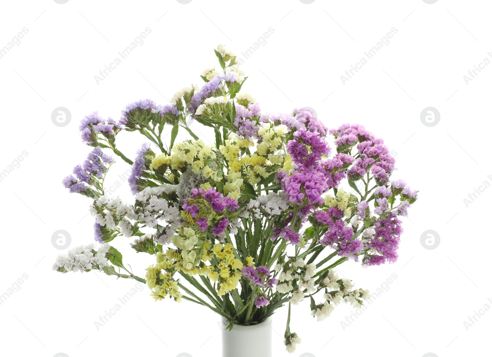 Photo of Beautiful limonium flowers in vase isolated on white