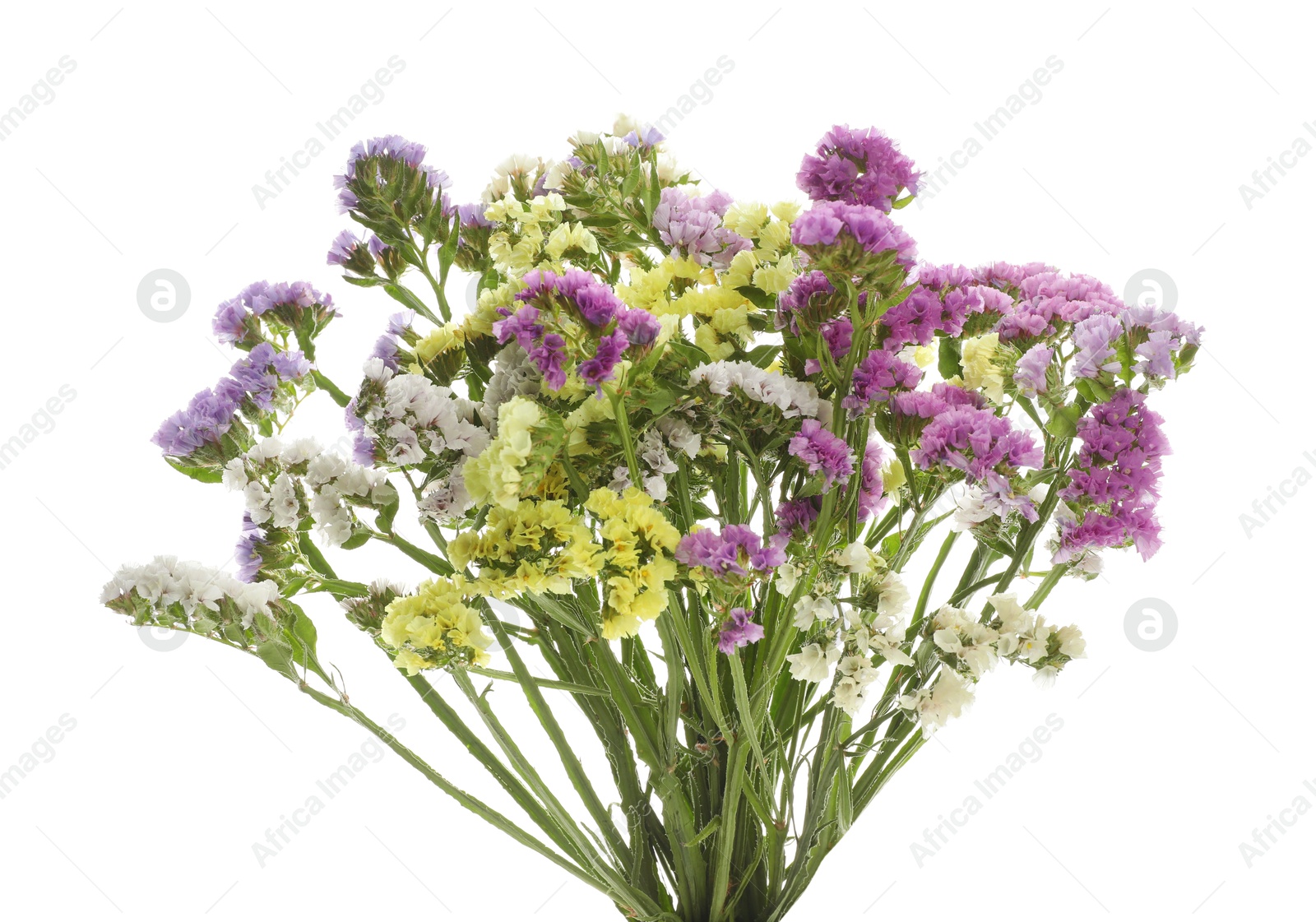 Photo of Bouquet of beautiful limonium flowers isolated on white