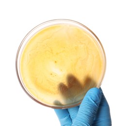 Laboratory worker holding petri dish with bacteria on white background, closeup