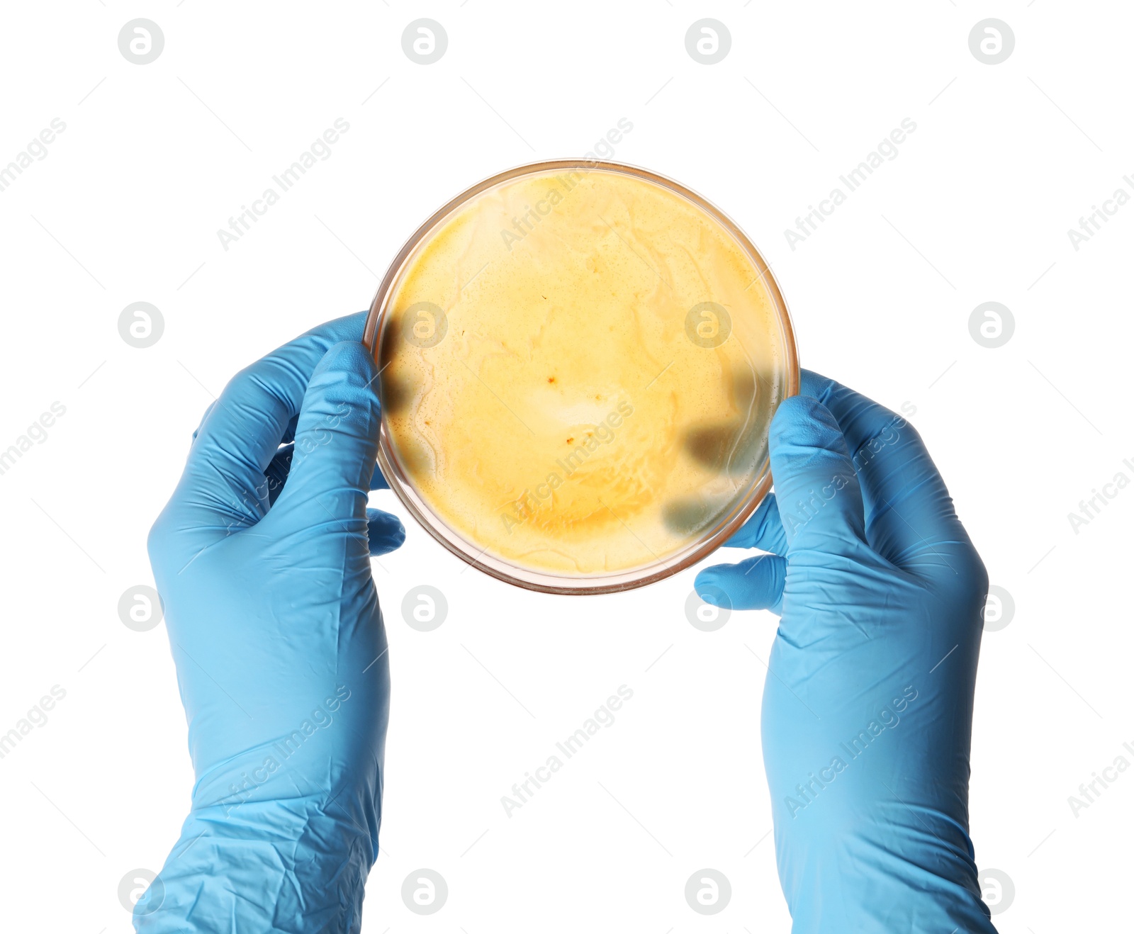 Photo of Laboratory worker holding petri dish with bacteria on white background, closeup