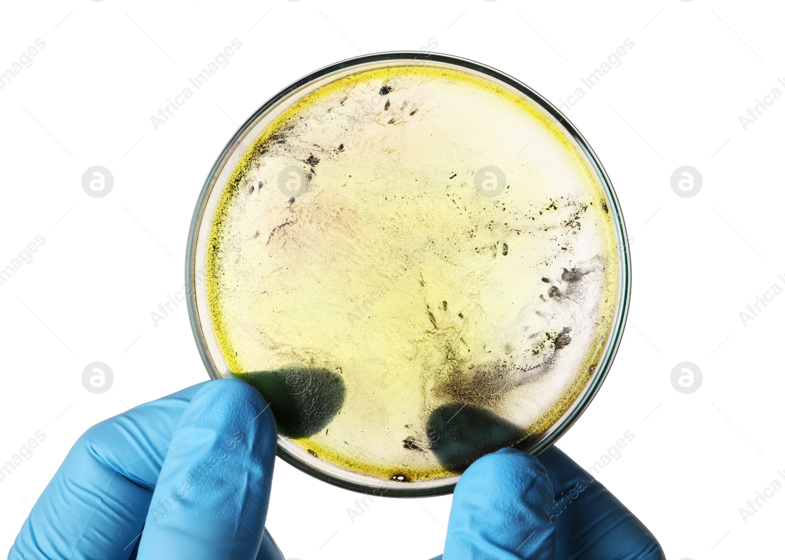 Photo of Laboratory worker holding petri dish with bacteria on white background, closeup