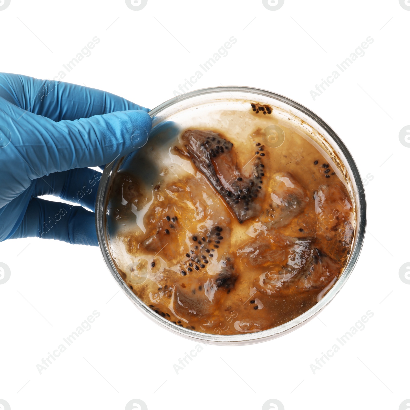 Photo of Laboratory worker holding petri dish with bacteria on white background, closeup