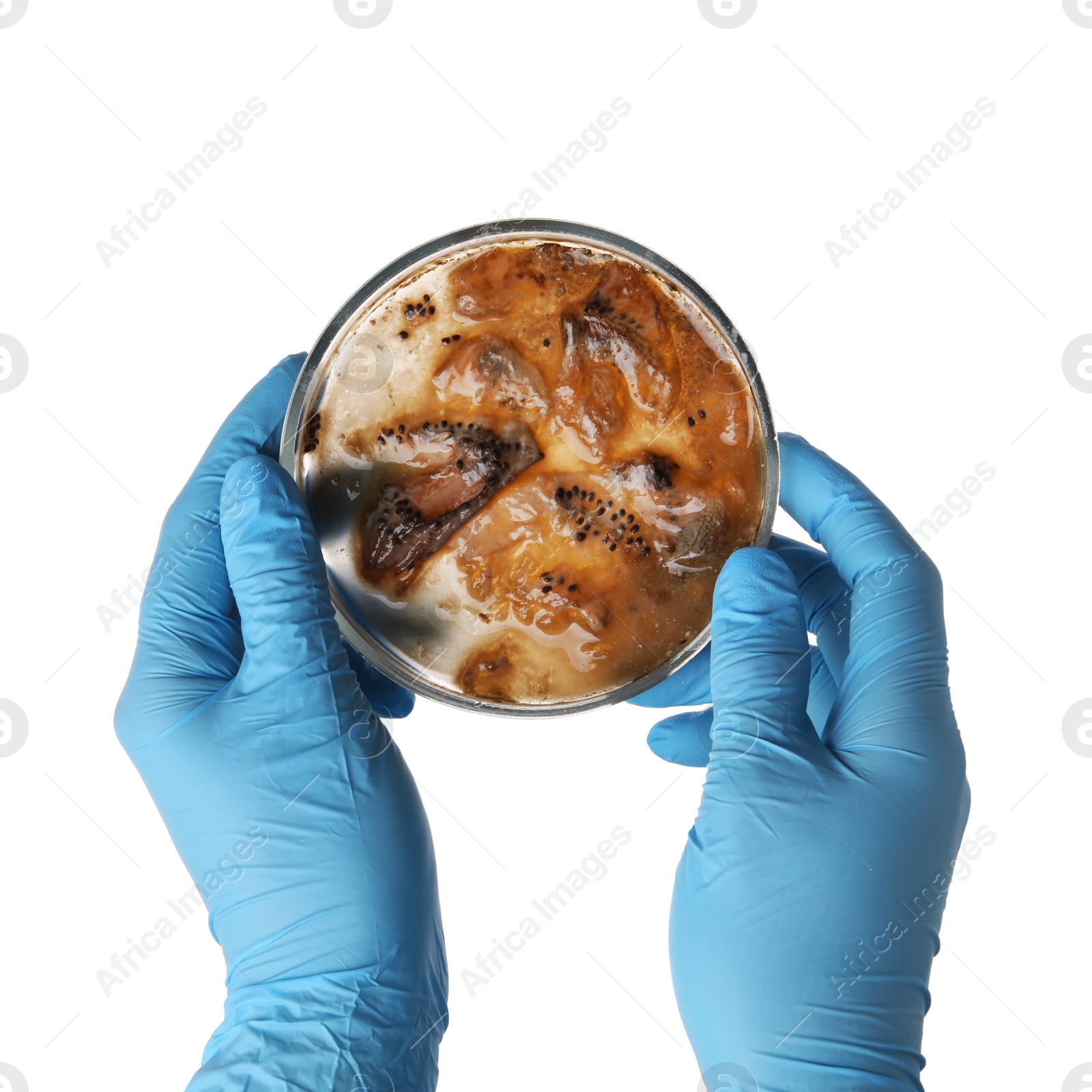 Photo of Laboratory worker holding petri dish with bacteria on white background, closeup