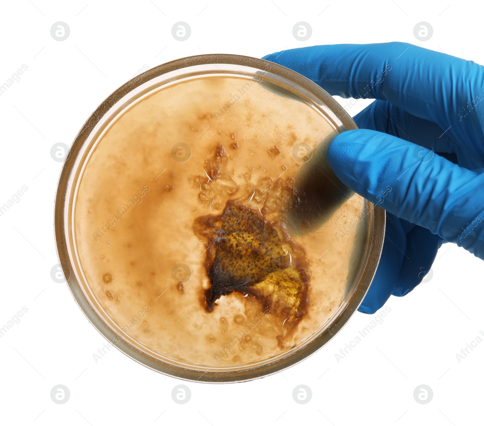 Photo of Laboratory worker holding petri dish with bacteria on white background, closeup