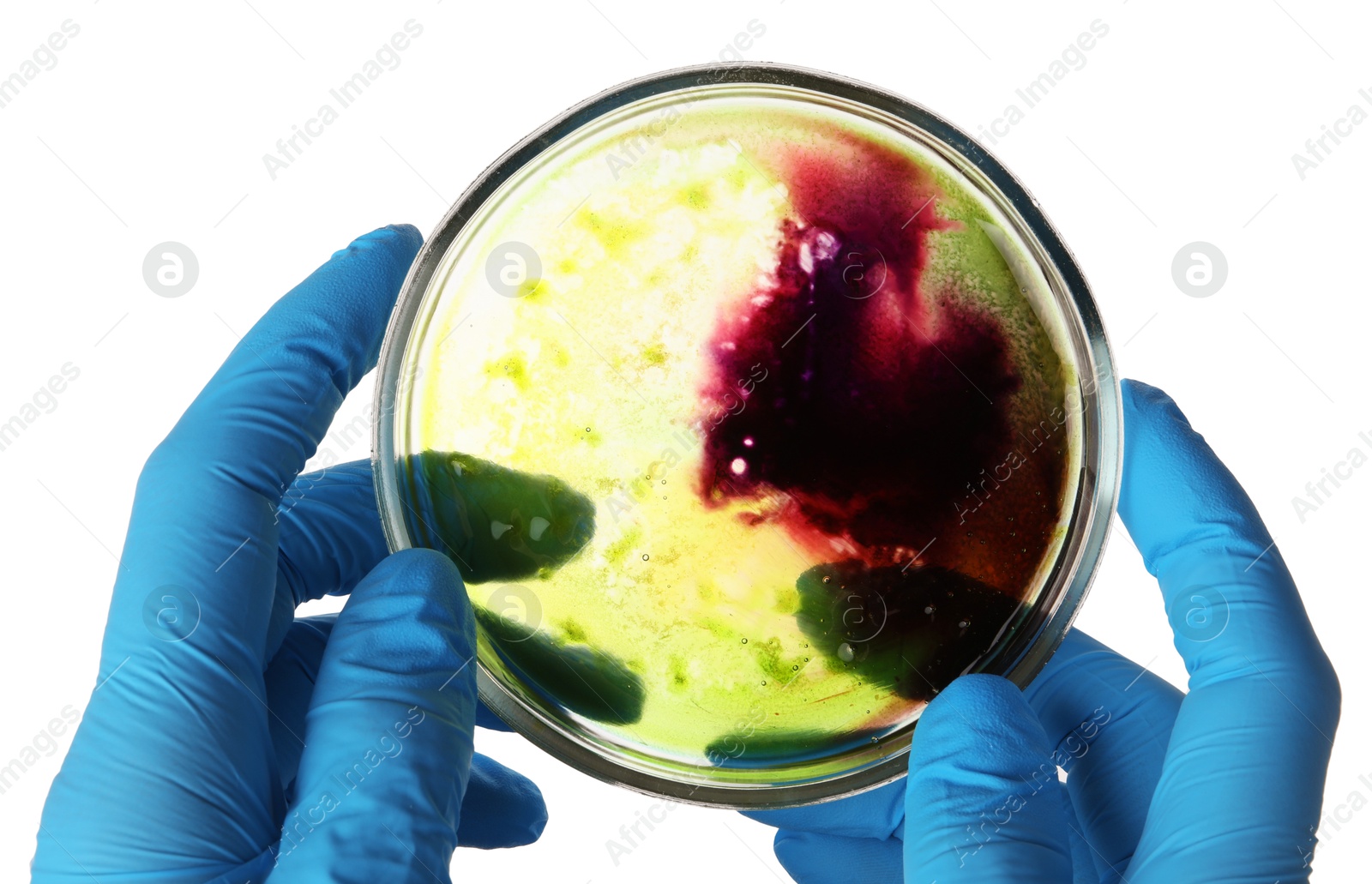 Photo of Laboratory worker holding petri dish with bacteria on white background, closeup