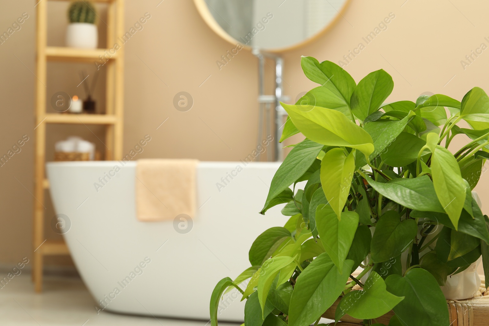 Photo of Beautiful houseplant in bathroom, space for text