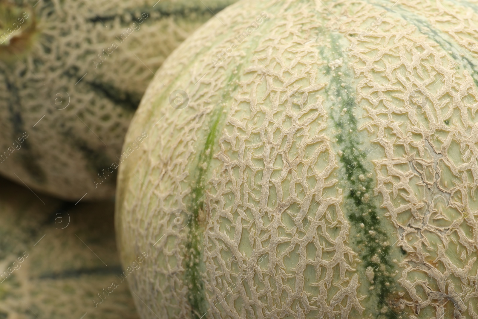 Photo of Many ripe Cantaloupe melons as background, closeup