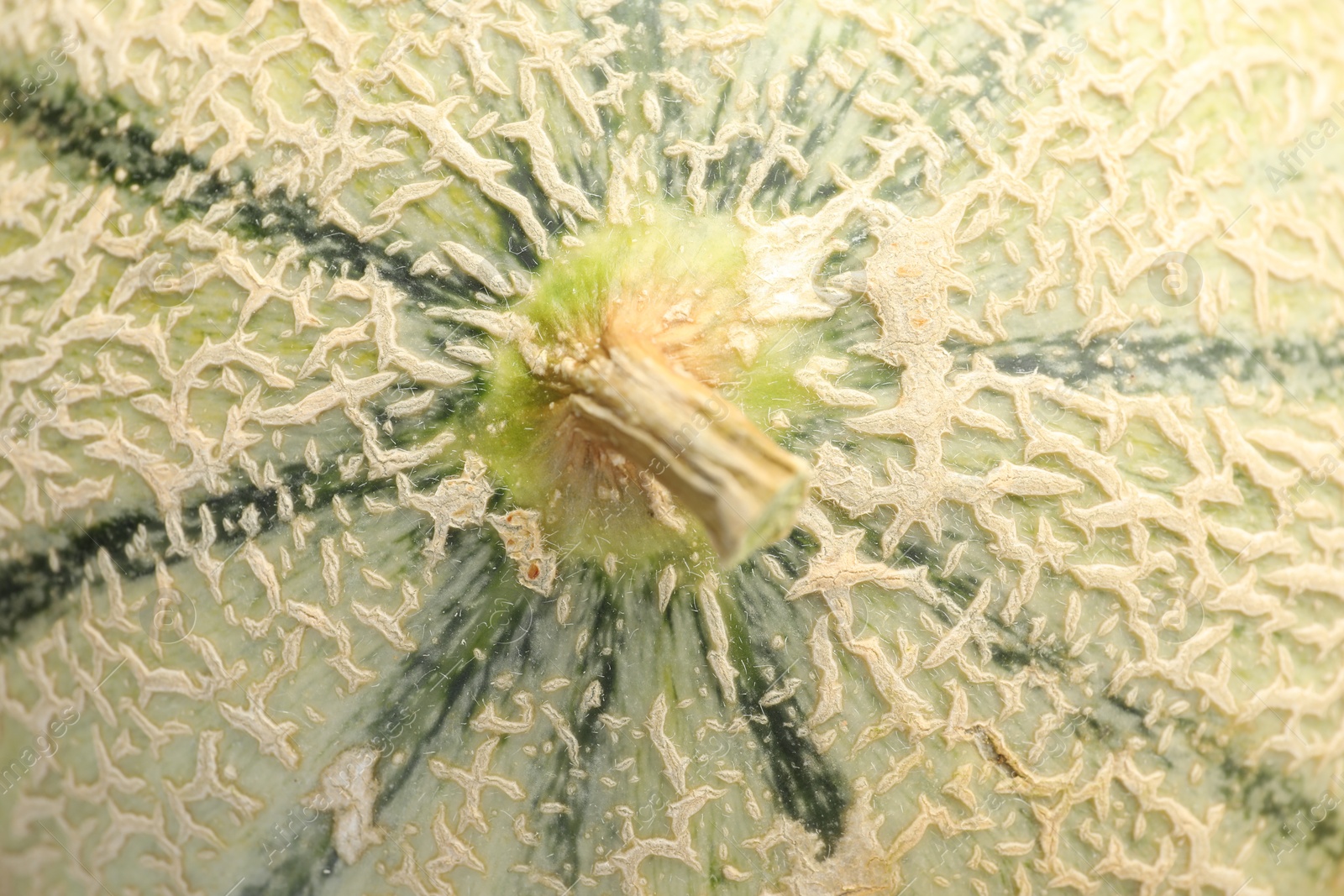 Photo of One ripe Cantaloupe melon as background, top view