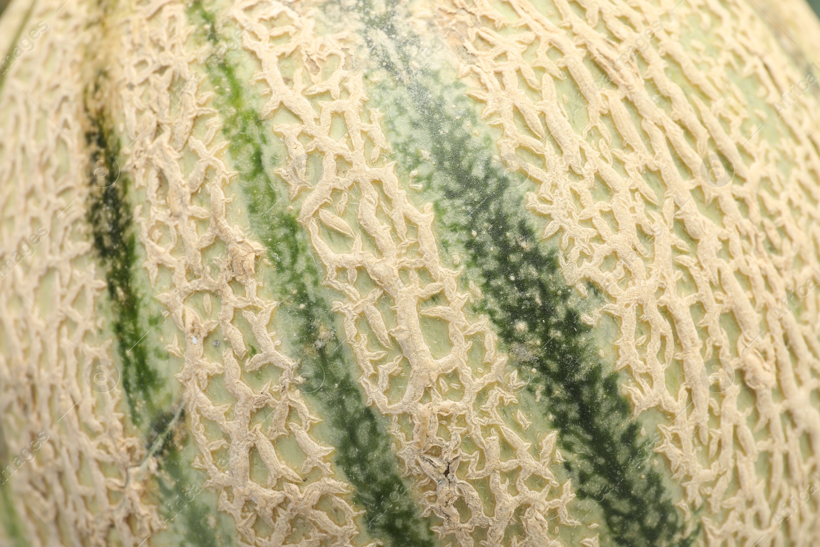 Photo of One ripe Cantaloupe melon as background, closeup