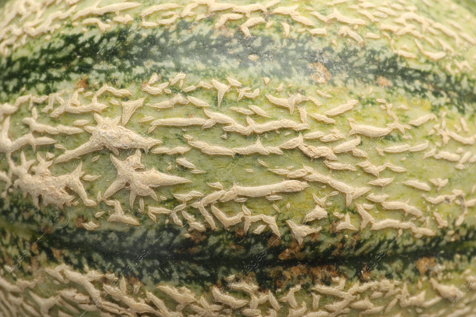 Photo of One ripe Cantaloupe melon as background, closeup