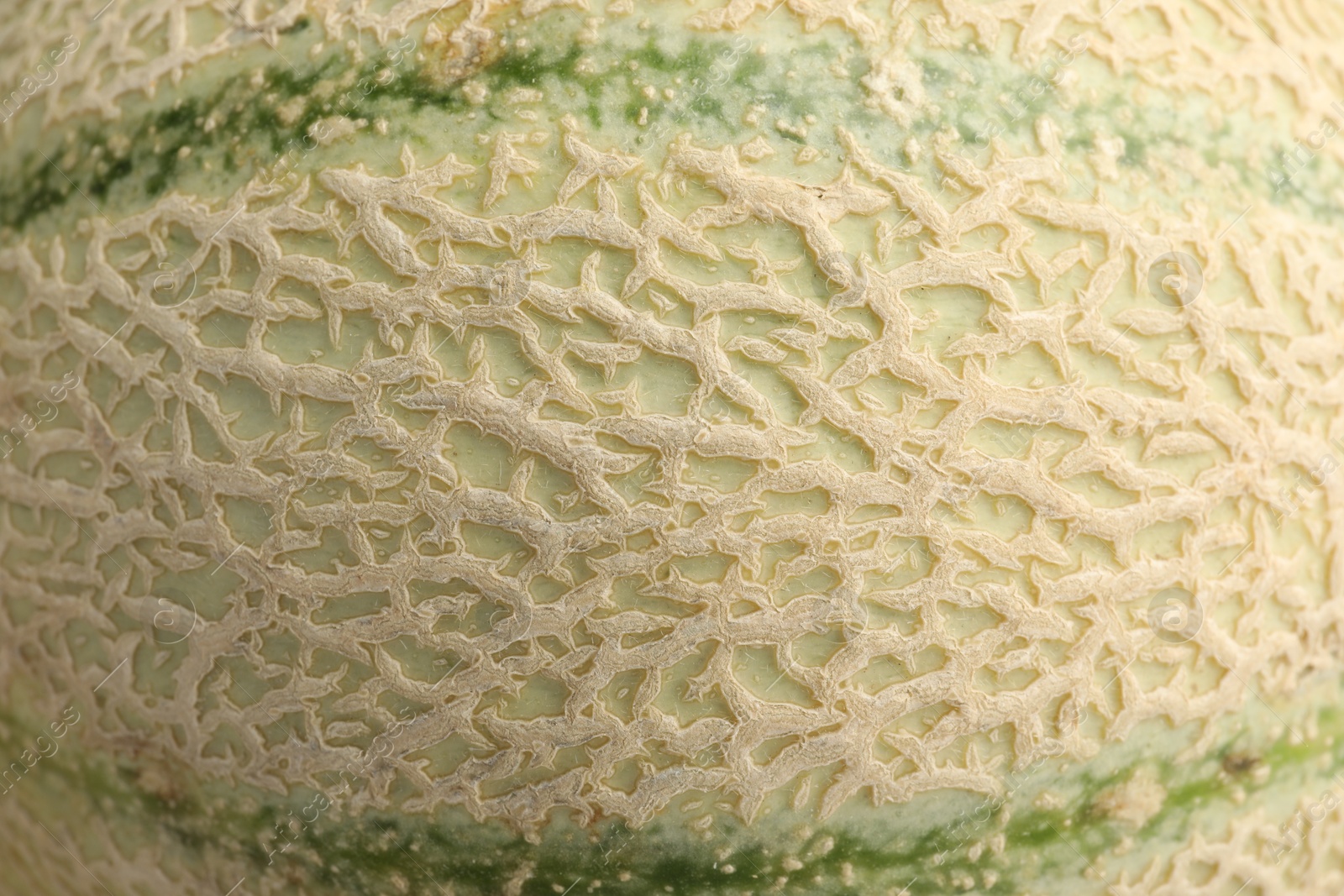 Photo of One ripe Cantaloupe melon as background, closeup