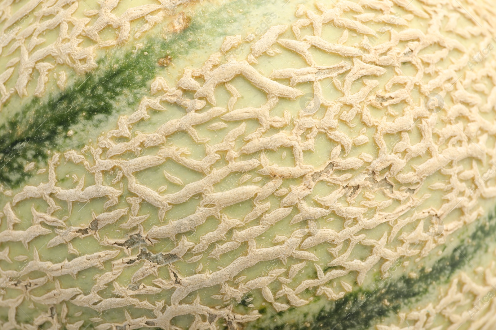 Photo of One ripe Cantaloupe melon as background, closeup