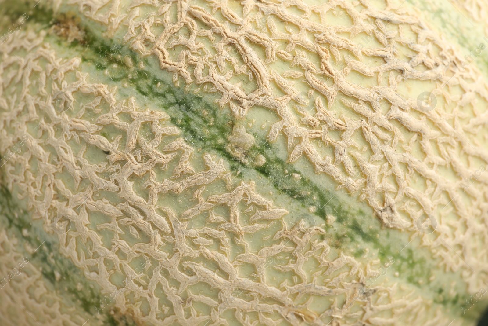 Photo of One ripe Cantaloupe melon as background, closeup