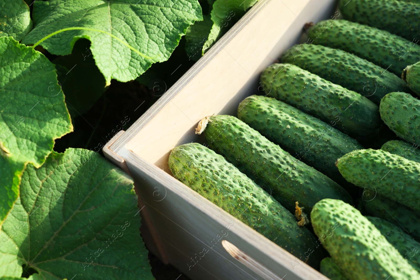 Photo of Wooden crate with vegetables and cucumber bushes outdoors, closeup