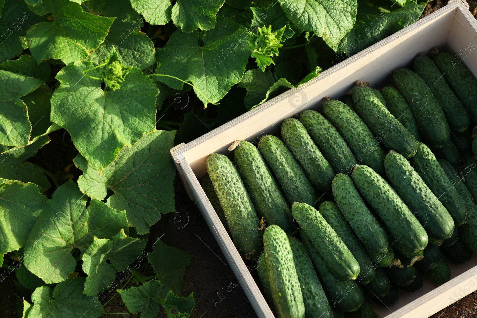 Photo of Wooden crate with vegetables and cucumber bushes outdoors, top view