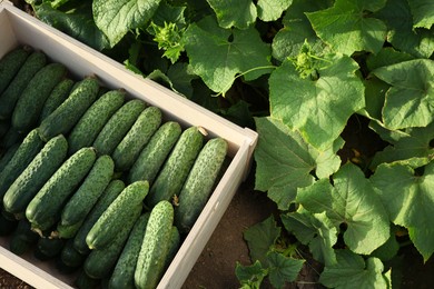 Photo of Wooden crate with vegetables and cucumber bushes outdoors, top view