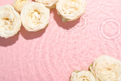 Beautiful rose flowers in water on pink background, top view. Space for text