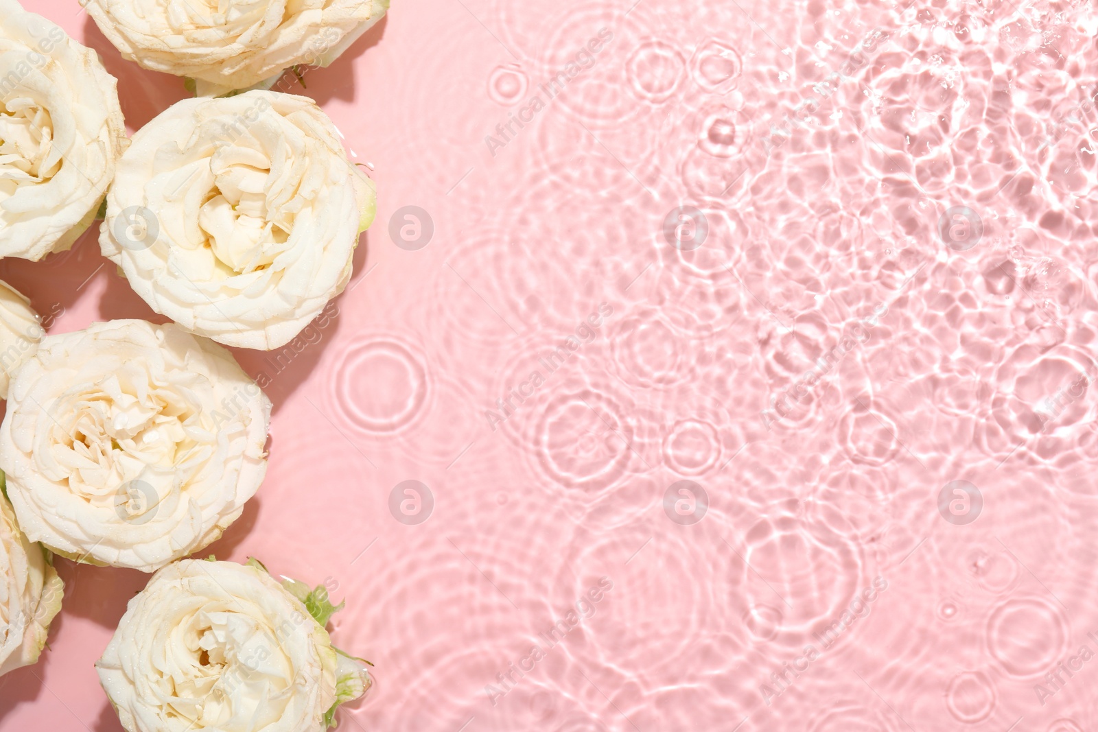 Photo of Beautiful rose flowers in water on pink background, top view. Space for text