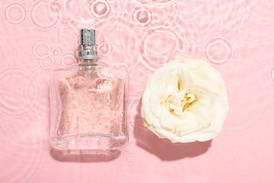 Photo of Beautiful rose flower and perfume bottle in water on pink background, flat lay