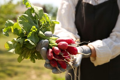 Farmer holding bunch of freshly harvested radishes in garden, closeup