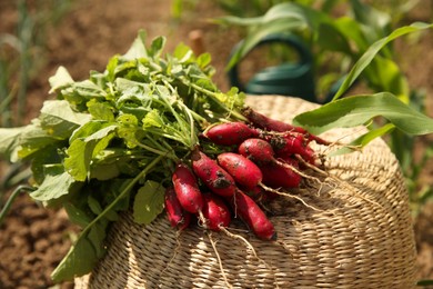 Photo of Bunch of freshly harvested radishes on wicker basket outdoors