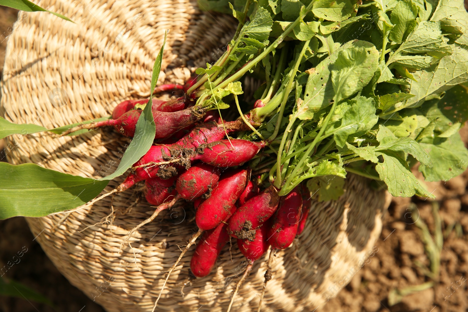 Photo of Bunch of freshly harvested radishes on wicker basket outdoors, top view