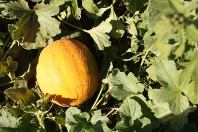 Photo of Ripe melon growing in field on sunny day