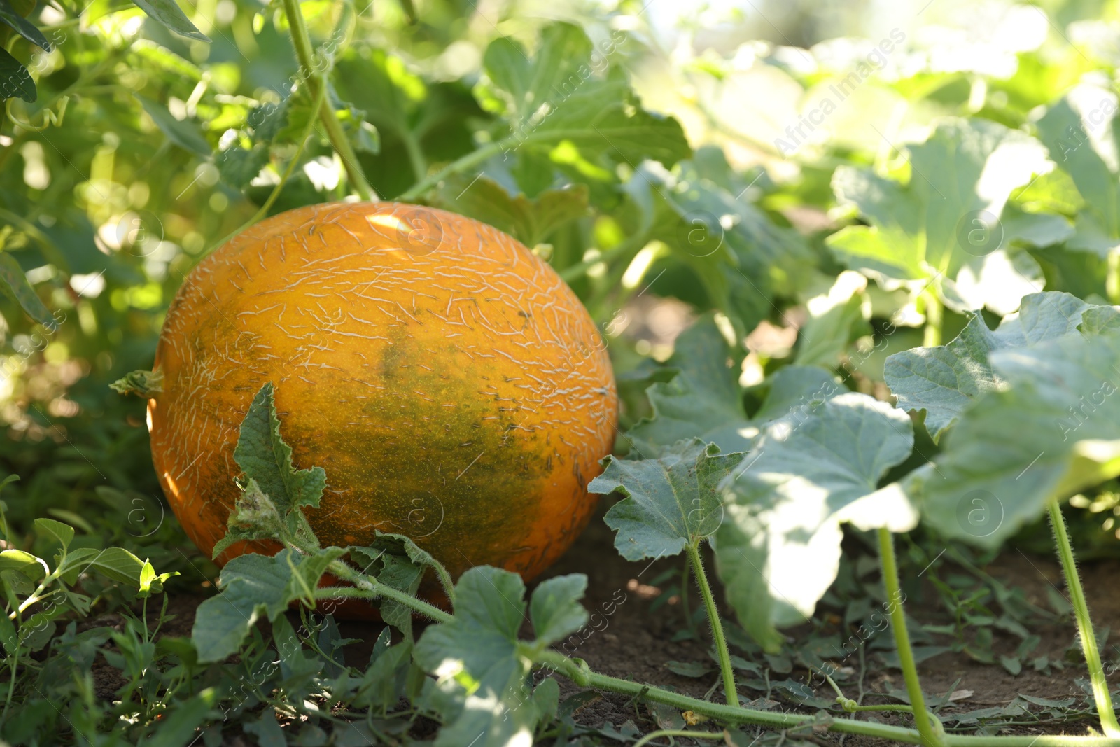 Photo of Fresh ripe melon growing in field, closeup