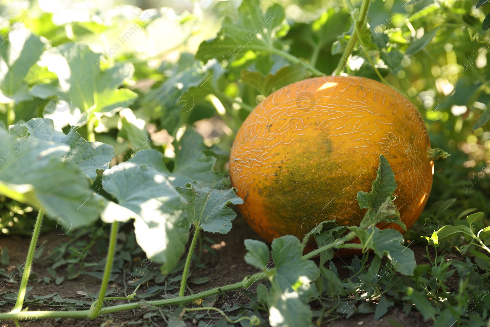 Photo of Fresh ripe melon growing in field, closeup