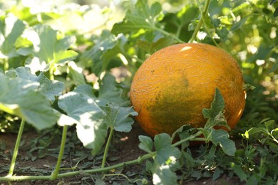 Photo of Fresh ripe melon growing in field, closeup