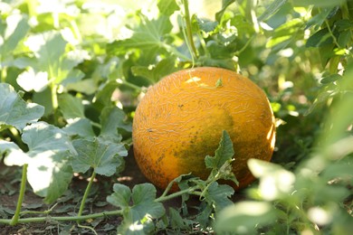 Fresh ripe melon growing in field, closeup