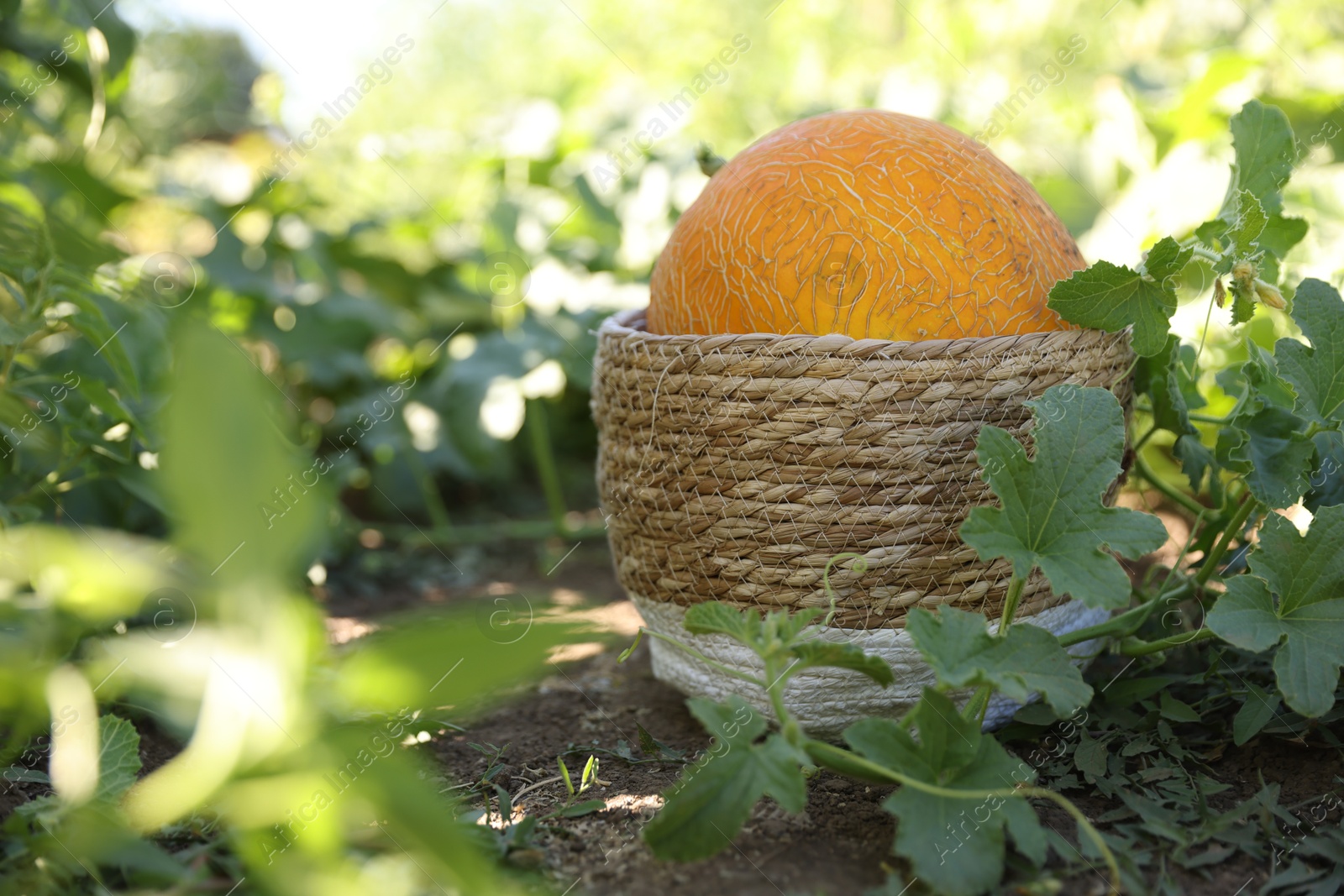 Photo of Fresh ripe melon in wicker basket in field, closeup