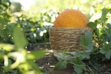 Fresh ripe melon in wicker basket in field, closeup