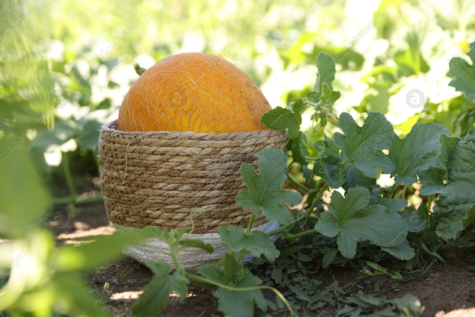 Photo of Fresh ripe melon in wicker basket in field, closeup