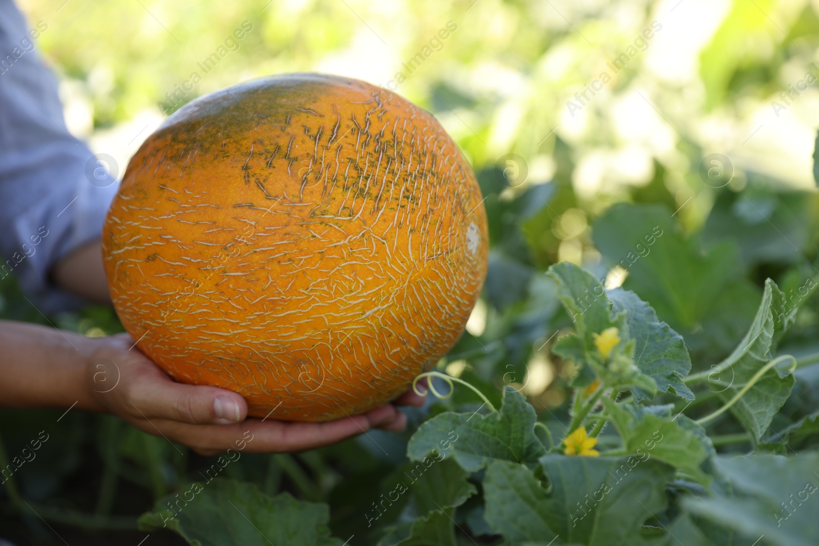 Photo of Woman picking ripe melon in field, closeup