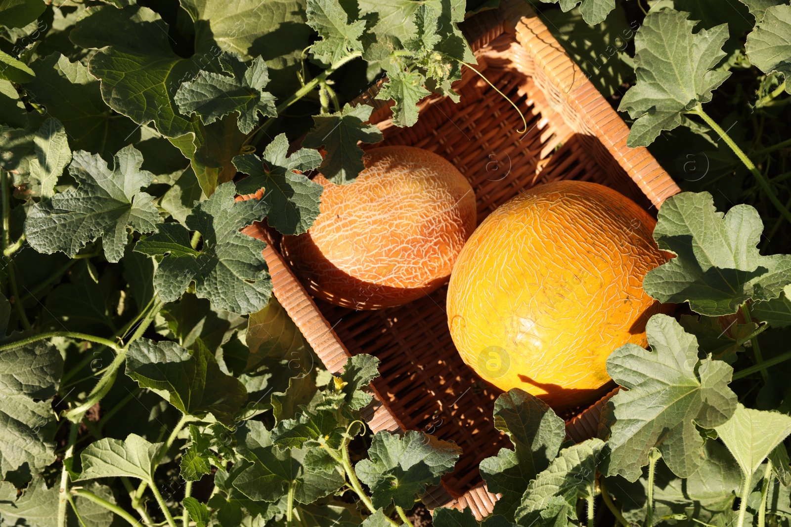 Photo of Ripe melons in wicker crate on sunny day, top view