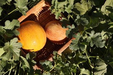 Ripe melons in wicker crate on sunny day, top view