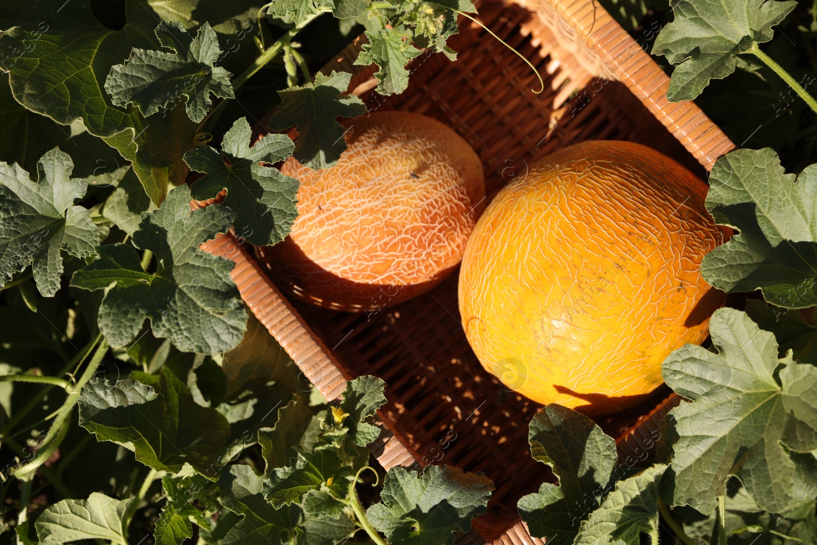 Photo of Ripe melons in wicker crate on sunny day, top view